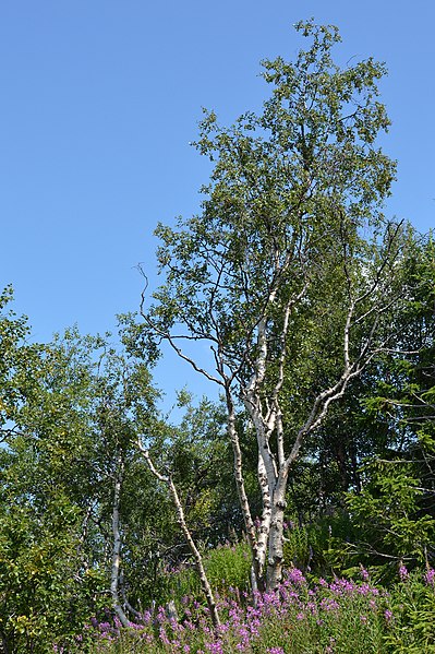 File:Downy Birch (Betula pubescens) - Hol, Norway 2021-07-24.jpg