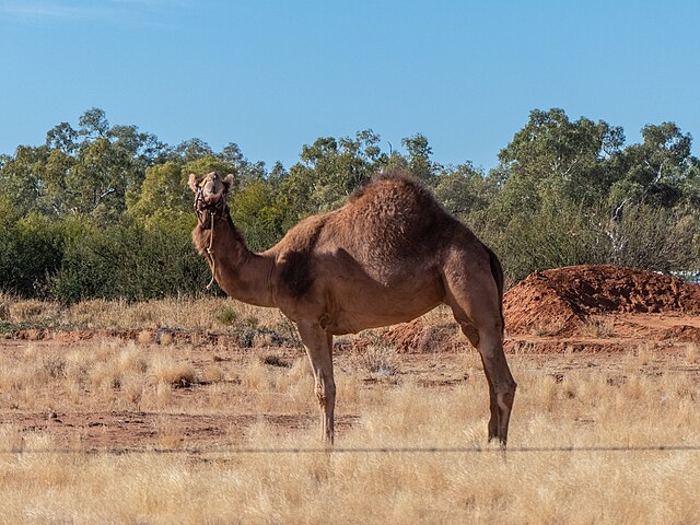 https://upload.wikimedia.org/wikipedia/commons/thumb/7/77/Dromedary_Camelus_dromedarius_Boulia_Turf_Club_Racecourse_Road_Boulia_Central_Western_Queensland_P1080748.jpg/640px-Dromedary_Camelus_dromedarius_Boulia_Turf_Club_Racecourse_Road_Boulia_Central_Western_Queensland_P1080748.jpg