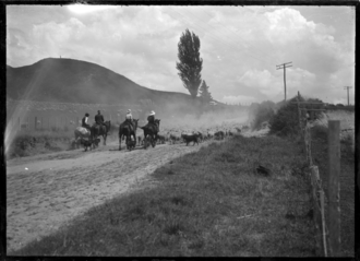 Droving sheep near Awakeri, 1924 Droving sheep near Awakeri, 1924. ATLIB 296346.png