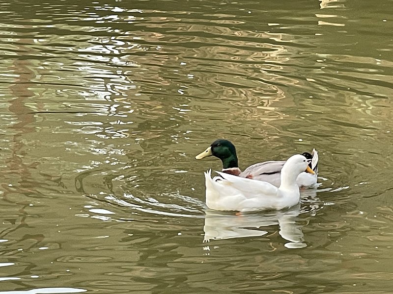 File:Ducks 5 from Myanmar, Yangon.jpg