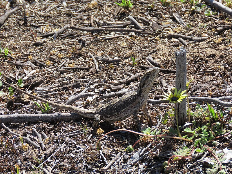 File:Dwarf Bearded Dragon (Pogona minor) at Cape Naturaliste, October 2023 03.jpg