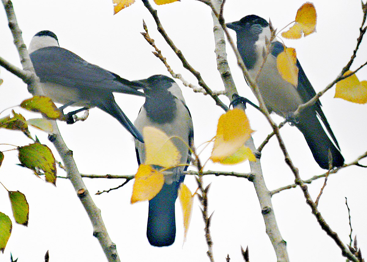 Western jackdaw - Wikipedia