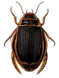 Adephaga Suborder of beetles