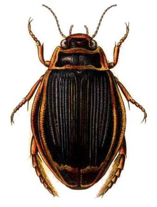 <i>Dytiscus</i> Genus of beetles