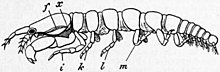 EB1911 Crustacea Şekil 8. — Tanais dubius.jpg