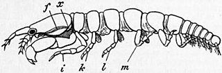 <span class="mw-page-title-main">Leptocheliidae</span> Family of crustaceans