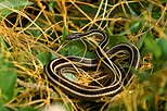 Eastern Ribbon Snake.jpg