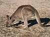 Eastern grey kangaroo at Pebbly Beach.JPG