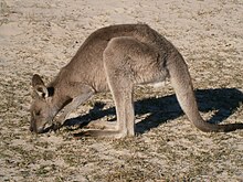 Eastern grey kangaroo: overgrazing can endanger the soil quality and the habitat of other animals Eastern grey kangaroo at Pebbly Beach.JPG