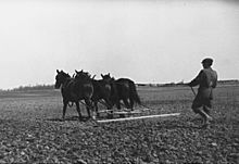 Farmhand working on the Eaton farm in 1922. Eatonville.jpg