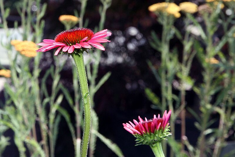 File:Echinacea Twilight 12zz.jpg