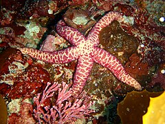 Echinaster arcystatus Blek mosaikk seastar PC269938.JPG