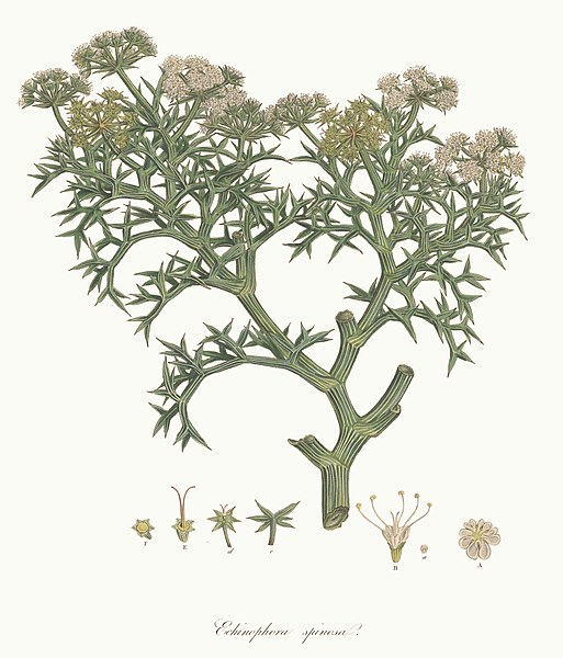 File:Echinophora spinosa - Flora Graeca - vol. 3 - t. 265.jpg