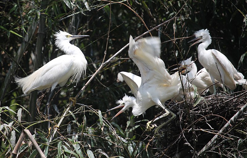 File:Egretta garzetta (nest with juvenile s9).jpg