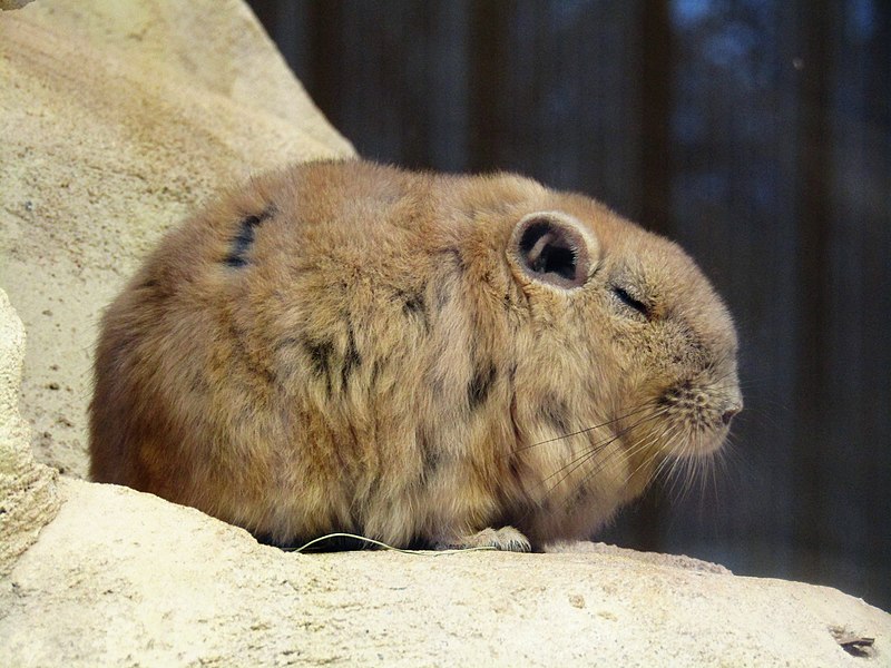 File:Eigentlicher Gundi (Zoo Dresden) (2).jpg