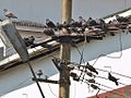 Electric Pigeons (8394399934).jpg