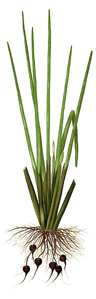 File:Eleocharis dulcis Blanco1.15-cropped.jpg