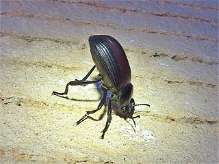 <i>Eleodes acuta</i> Species of beetle