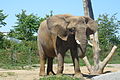 Afrikanischer Elefant (Loxodonta africana)