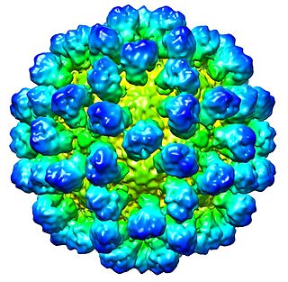 <i>Lagovirus</i> Genus of viruses