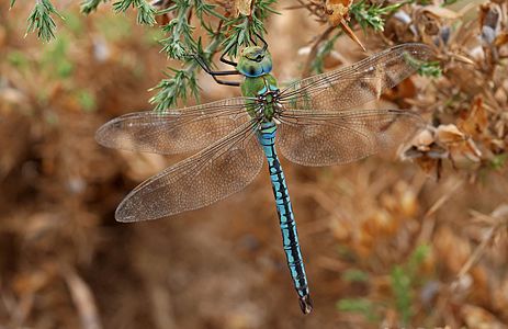 Emperor dragonfly (Anax imperator)