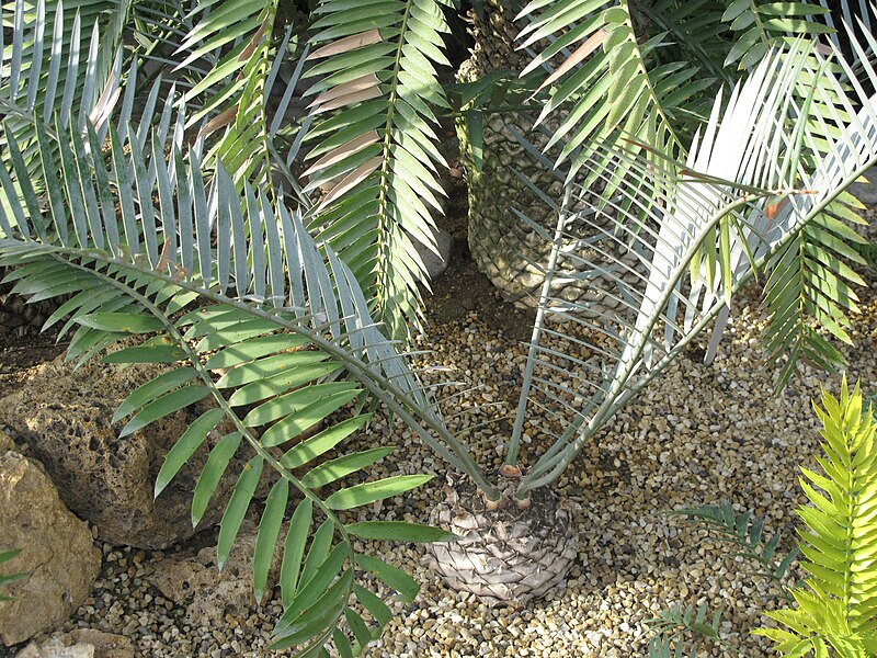 File:Encephalartos lebomboensis (Jardin des Plantes de Paris).jpg