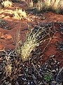 Enteropogon acicularis habit.jpg