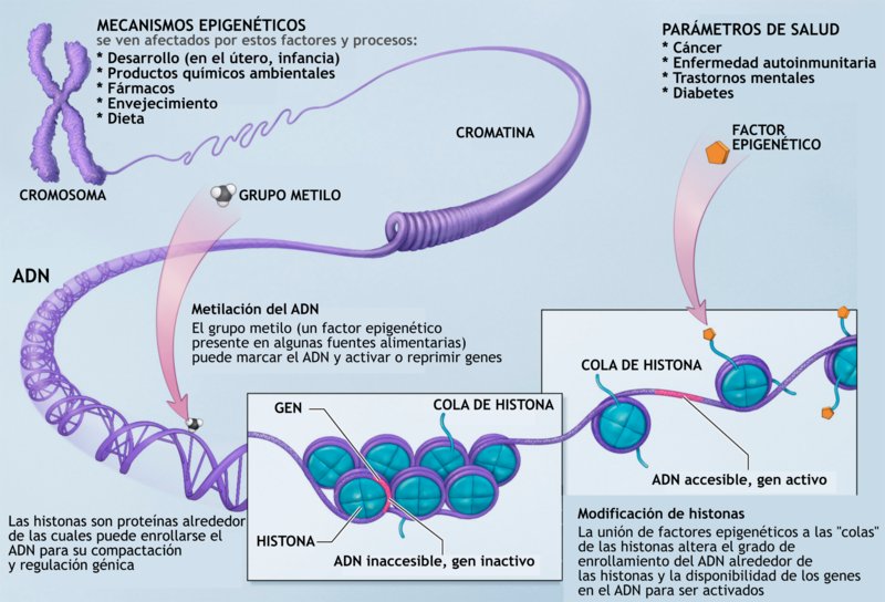 Archivo:Epigenetic mechanisms-es.png