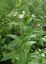 Thumbnail for Epilobium parviflorum