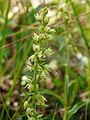 Epipactis muelleri France - Dordogne Trélissac