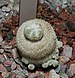 Epithelantha micromeris