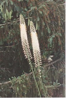 Eremurus Shelford.JPG