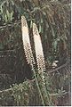 Eremurus Shelford