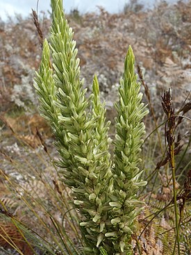 Macnabia montana