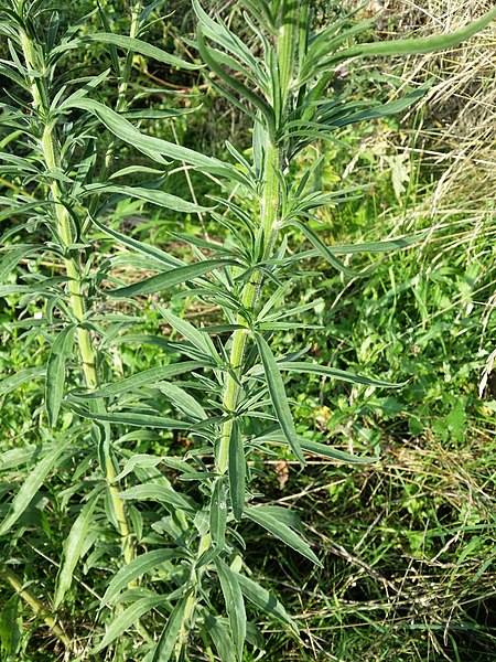 File:Erigeron sumatrensis sl32.jpg