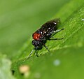 Alder sawfly, Eriocampa ovata