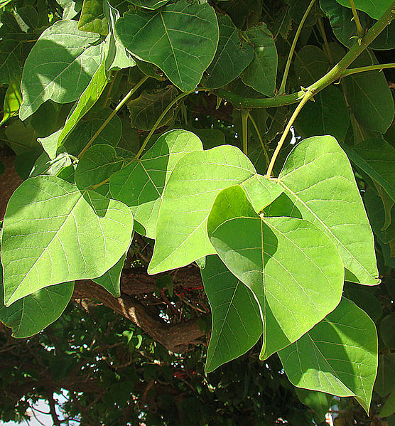 File:Erythrina coralloides, leaves of the Naked Coral Tree. (9548781659).jpg