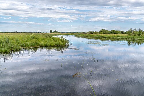 Водные объекты. Река Ешка Ярославская область. Искробольское озеро Ярославская область. Озеро золотушное Ярославская область. Река ёшка Ярославль.