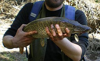 <i>Esox cisalpinus</i> Species of fish