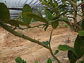 Etrog plants at kfar chabad closeup.JPG