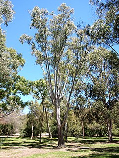 <i>Eucalyptus amplifolia</i> species of plant