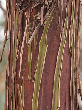 "minni ritchi" bark Eucalyptus crucis bark.jpg