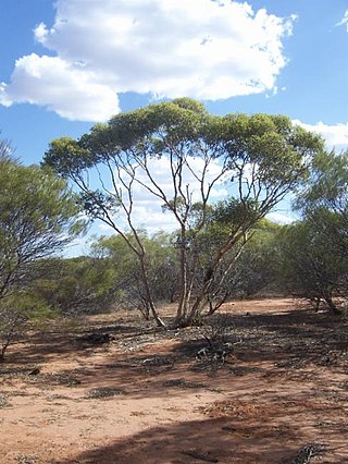 <i>Eucalyptus eudesmioides</i> Species of eucalyptus