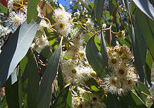 Eucalyptus melliodora: Kalistup tuktun