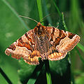 Euclidia glyphica (Linnaeus, 1758)