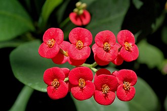 Euphorbia milii is commercially grown for the aesthetic appearance of its brightly colored, bract-like structures called cyathophylls, which sit below the inflorescence. Euphorbia Milii flowers.jpg