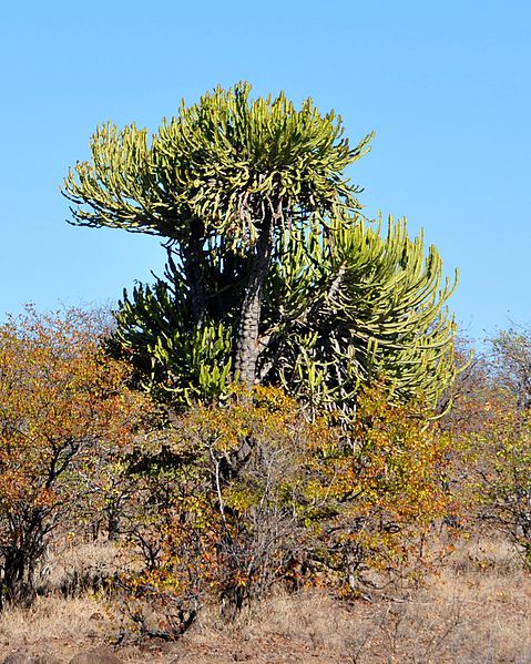 File:Euphorbia confinalis, a, Olifants.jpg