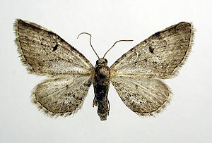 Eupithecia pimpinellata.jpg