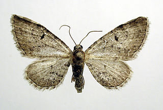 <i>Eupithecia pimpinellata</i> Species of moth