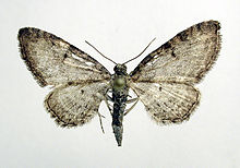 Eupithecia subfuscata.jpg 